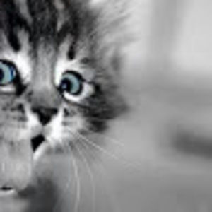 Meet your Posher, Jazmin